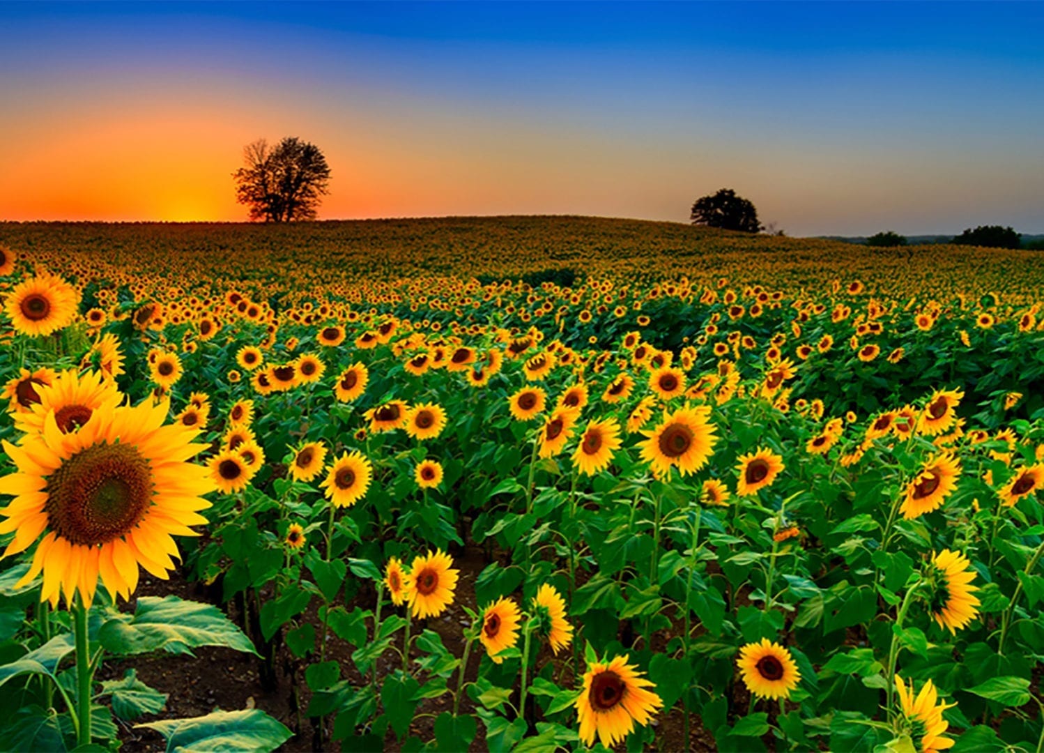 View this job in Kansas